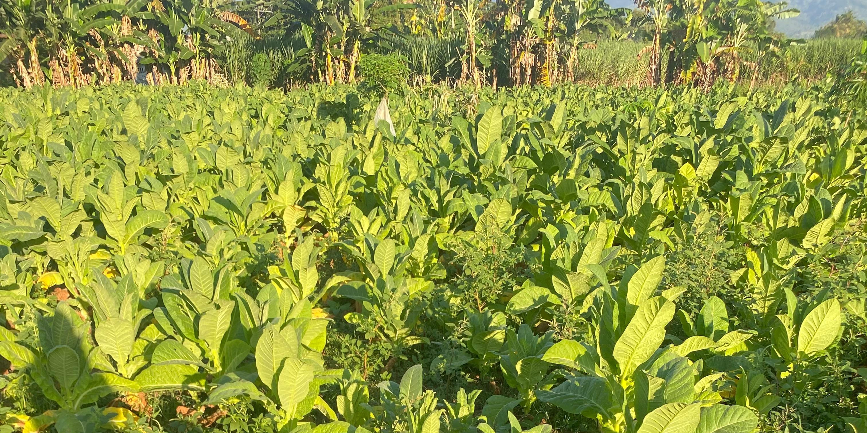 Tanaman tembakau - Desa Sukosari Tanaman tembakau